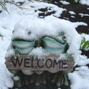 cold welcome frogs