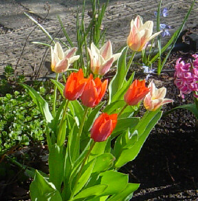 little tulips