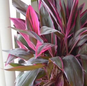 red sister cordyline