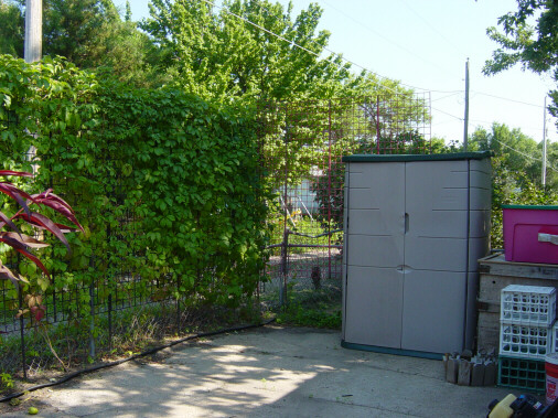 virginia creeper trellis