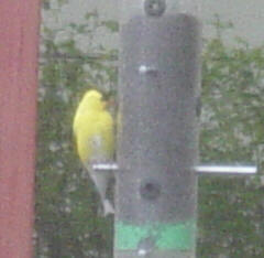 goldfinch through a dirty window