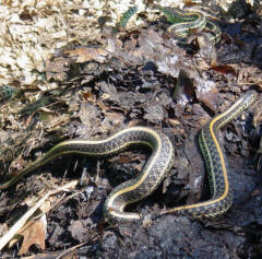 garter snake in the mulch