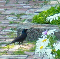 crow or blackbird