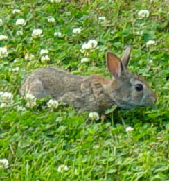 baby bunny in the clover