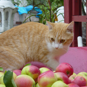 wheel barrow of apples