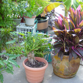 pots ready to come inside