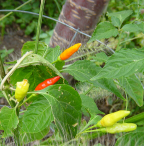 tabasco peppers