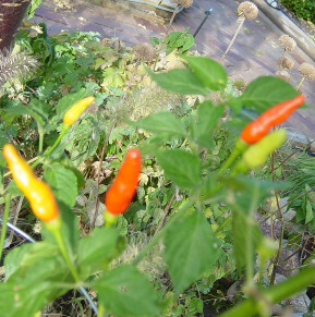 Tabasco peppers