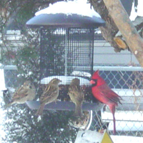 cardinal at the feeder