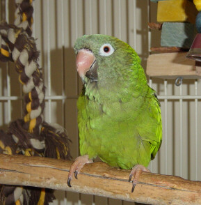 fred our conure