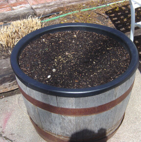 rejuvenated pot with compost