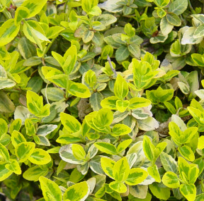 emerald and gold euonymus