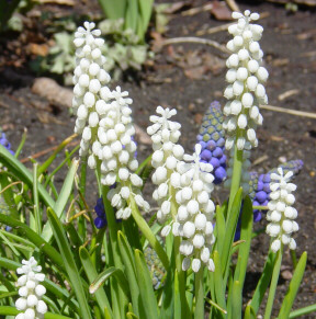 grape hyacinth