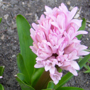 pink hyacinth