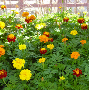 marigolds blooming in the greenhouse