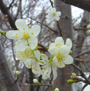 pear tree blooms