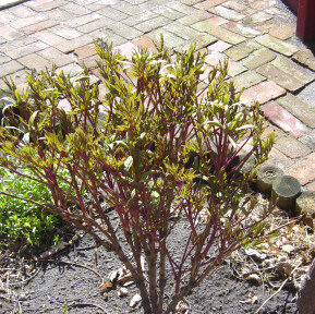 peony tree leafing out