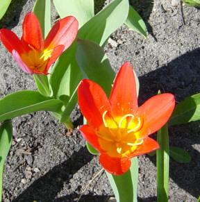 small red tulips