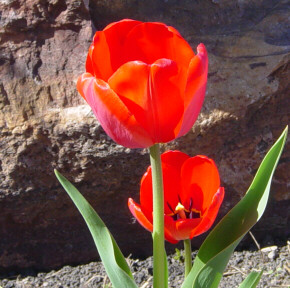 red tulips