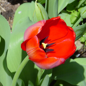 red tulip