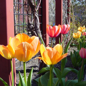 mixed color tulips