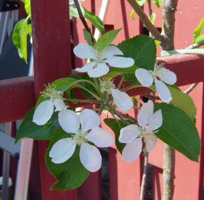 2-year old dwarf delicious Apple bloom