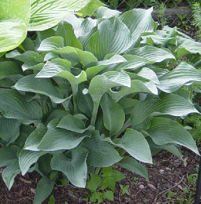 hosta