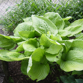 hosta