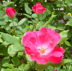 knockout roses