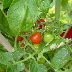 first tomatoes June 11th