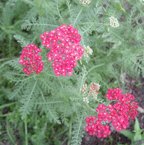 red yarrow