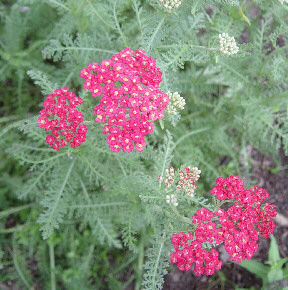 red yarrow