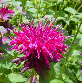 red bee balm