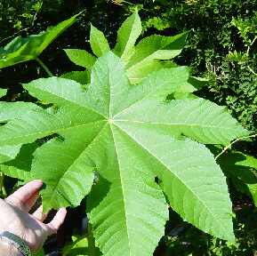 castor bean leaf