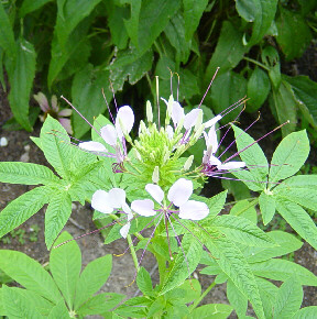 cleome