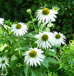 white cone flowers