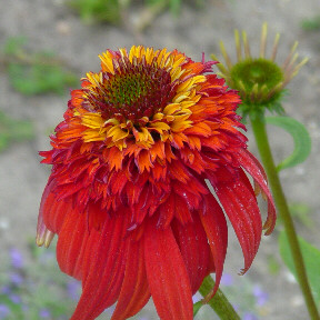 hot papaya cone flower