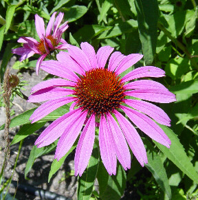 purple cone flower