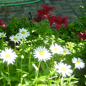 shasta daisies and asiatic lilies