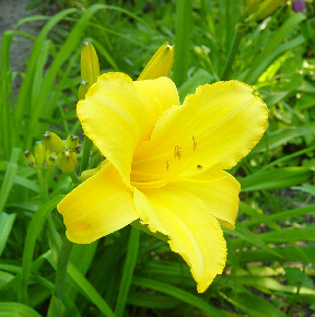 big yellow day lilies