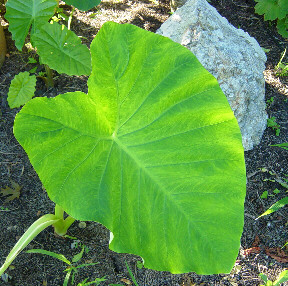 elephant ears