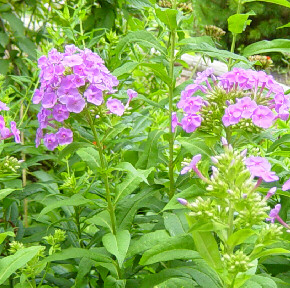 pink phlox