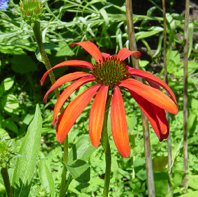 tomato soup cone flower