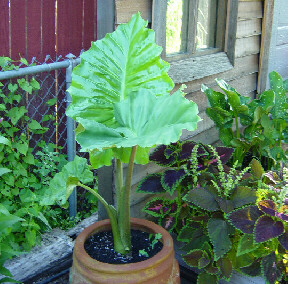 upright elephant ear