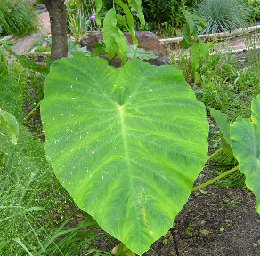 elephant ear