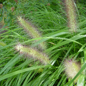 red fountain grass