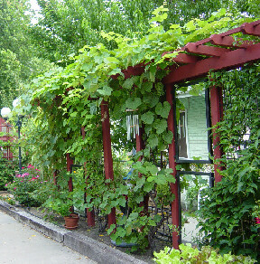 grape and mirror trellis