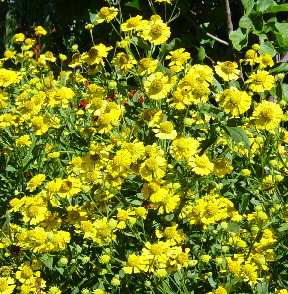 yellow helenium