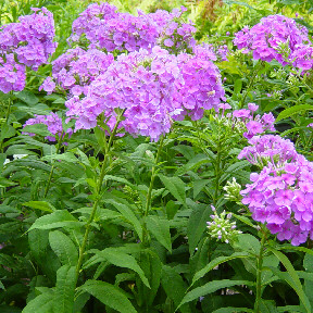 purple phlox