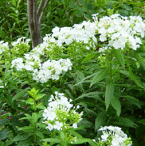 white david phlox